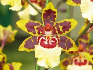 Las flores de la Colmanara Wildcat https://plantasysabores.com/