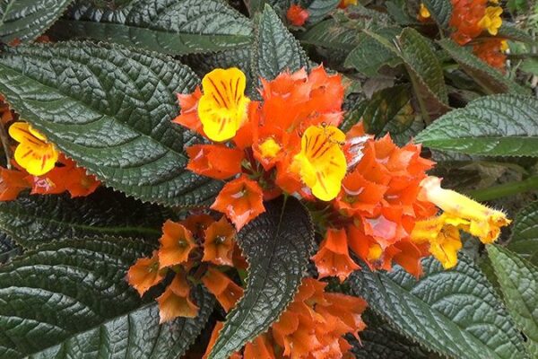 Chrysothemis pulchella