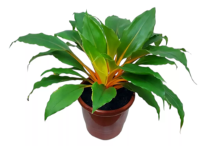 Lumina (Chlorophytum orchidastrum)