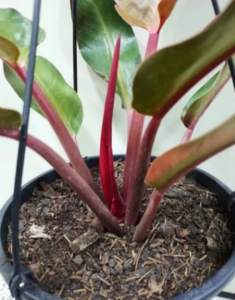 El Philodendro Outono, también conocido como Philodendron 'Autumn'