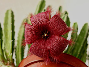 Stapelia o Flor Estrella (Stapelia sp).