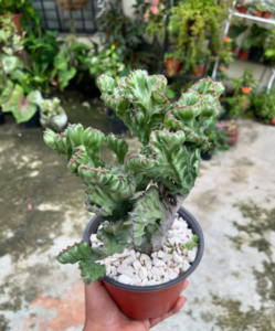 Cactus monstruo