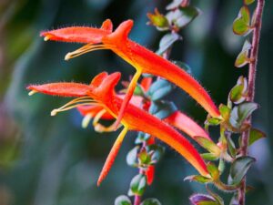 La Microcolmena (Columnea microphylla)