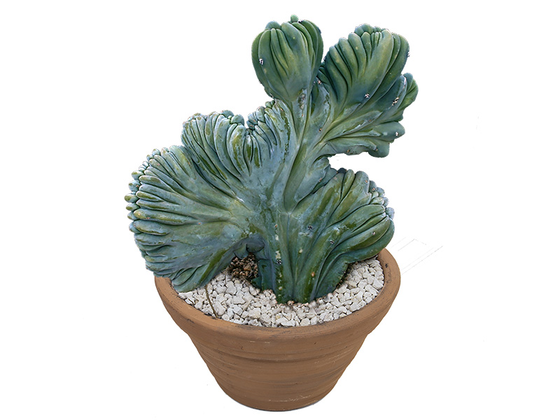Cactus Cristata