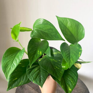 Boa Calabaza Amarilla (Epipremnum