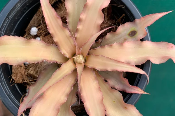 Cryptanthus acaulis