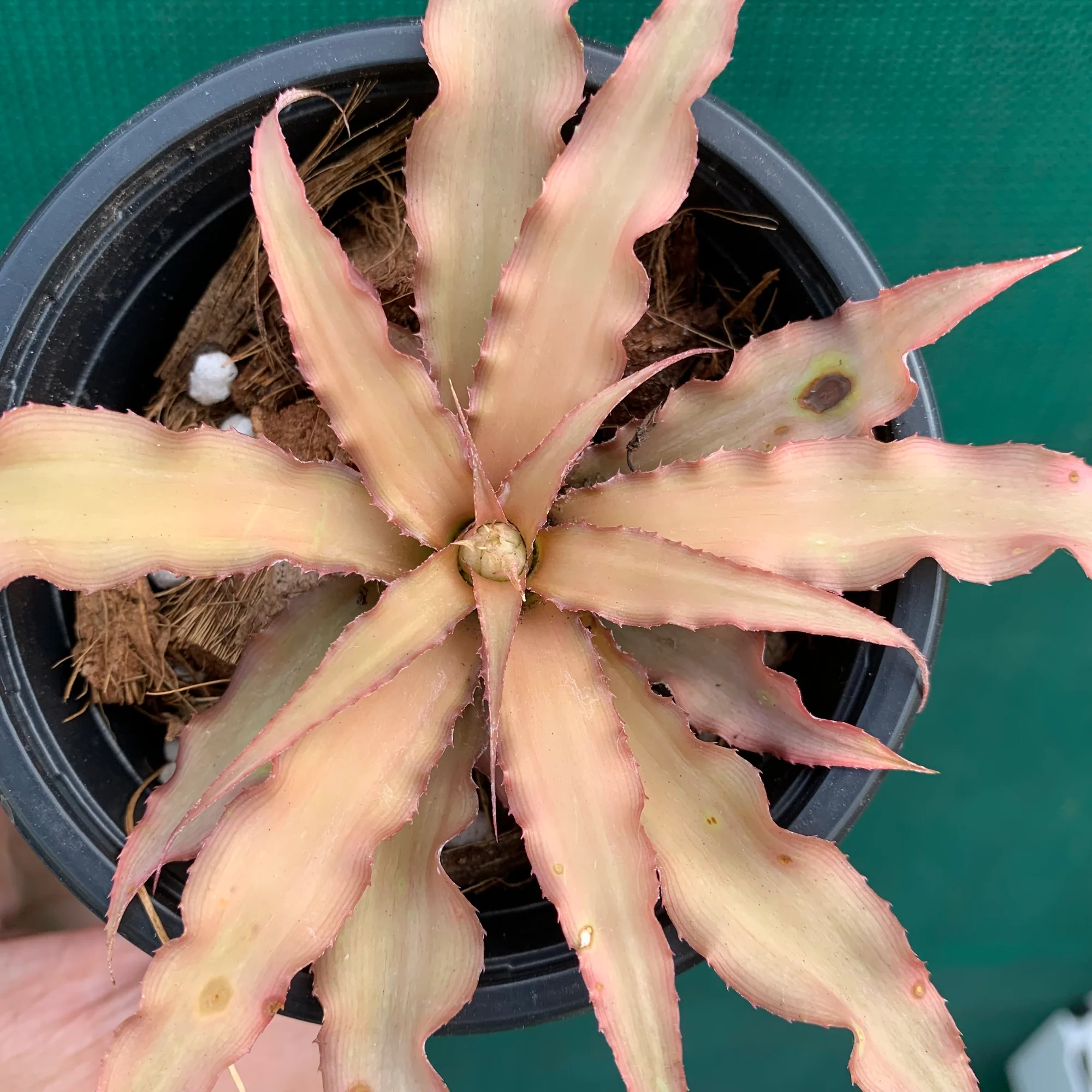 Cryptanthus acaulis