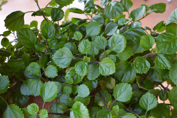 Plectranthus nummularius