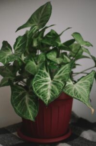 Epipremnum aureum
