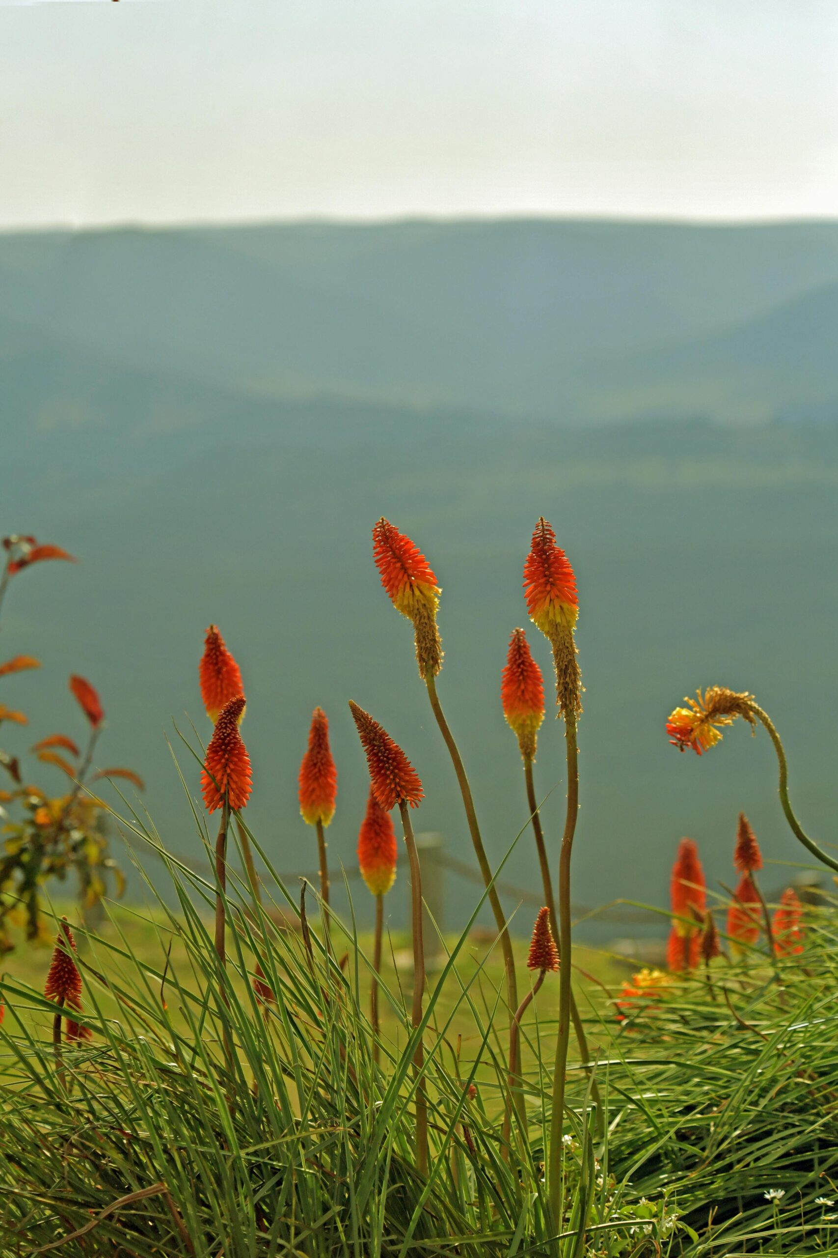 Kniphofia uvaria