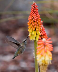 Kniphofia uvaria