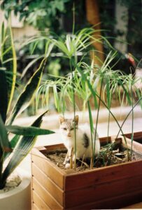 El Mini Papiro es una planta fascinante que destaca por su atractivo ornamental