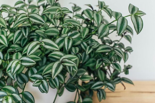 Guía Completa para Cuidar y Cultivar la Tradescantia Blanca (Tradescantia fluminensis variegata) Tradescantia Blanca