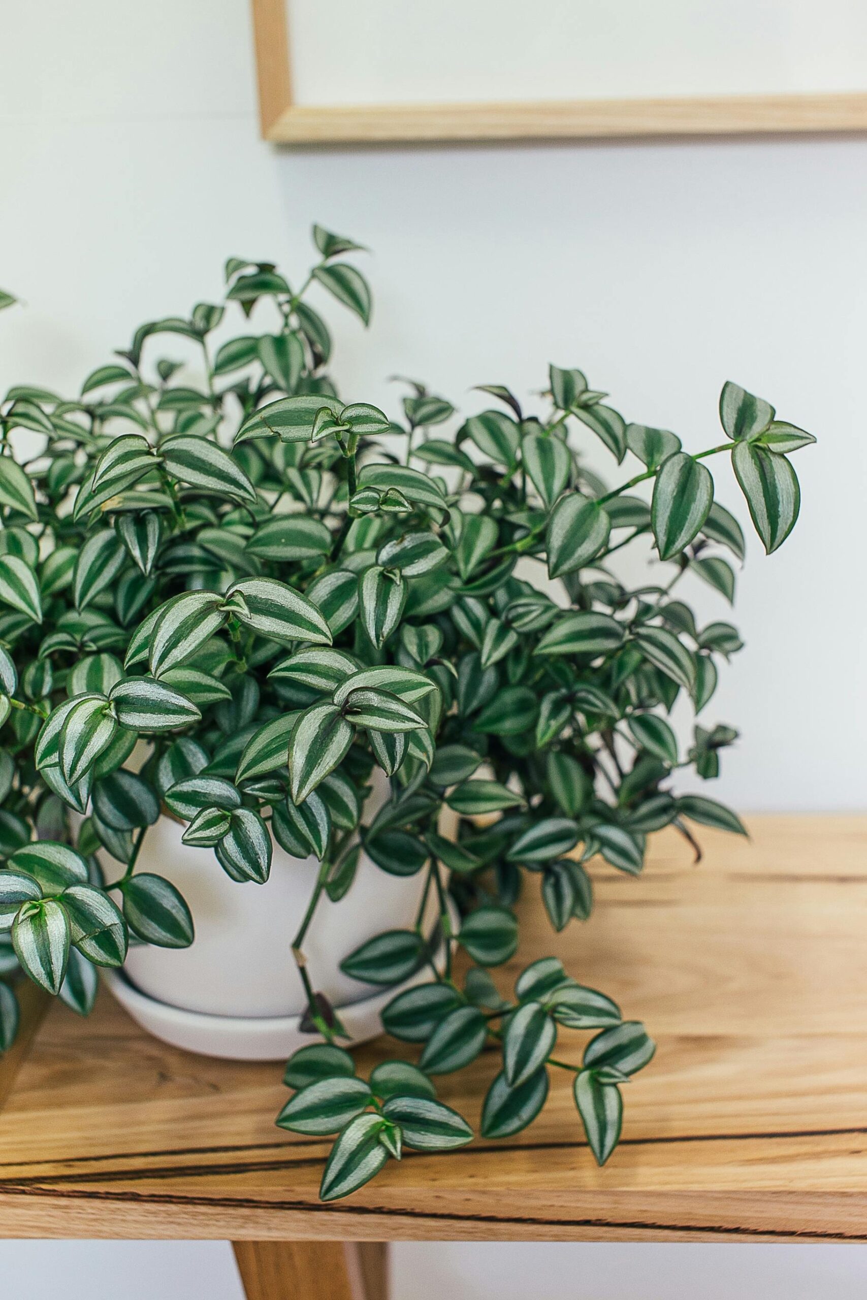 Tradescantia Blanca