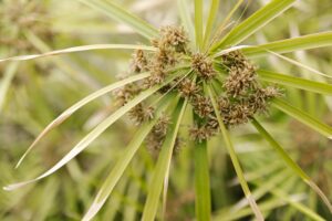 Mini Papiro (Cyperus papyrus ‘Nanus’)