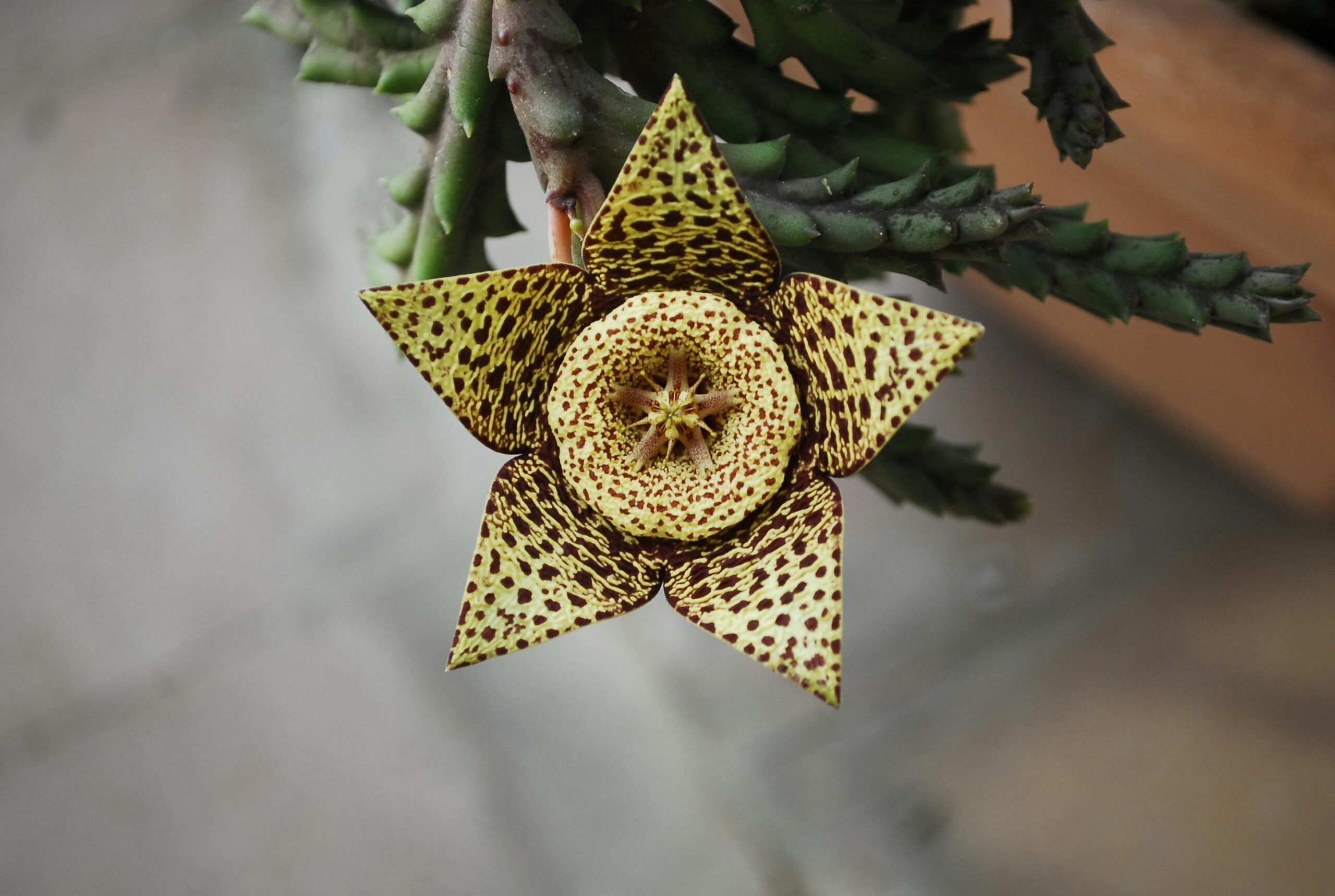 Stapelia