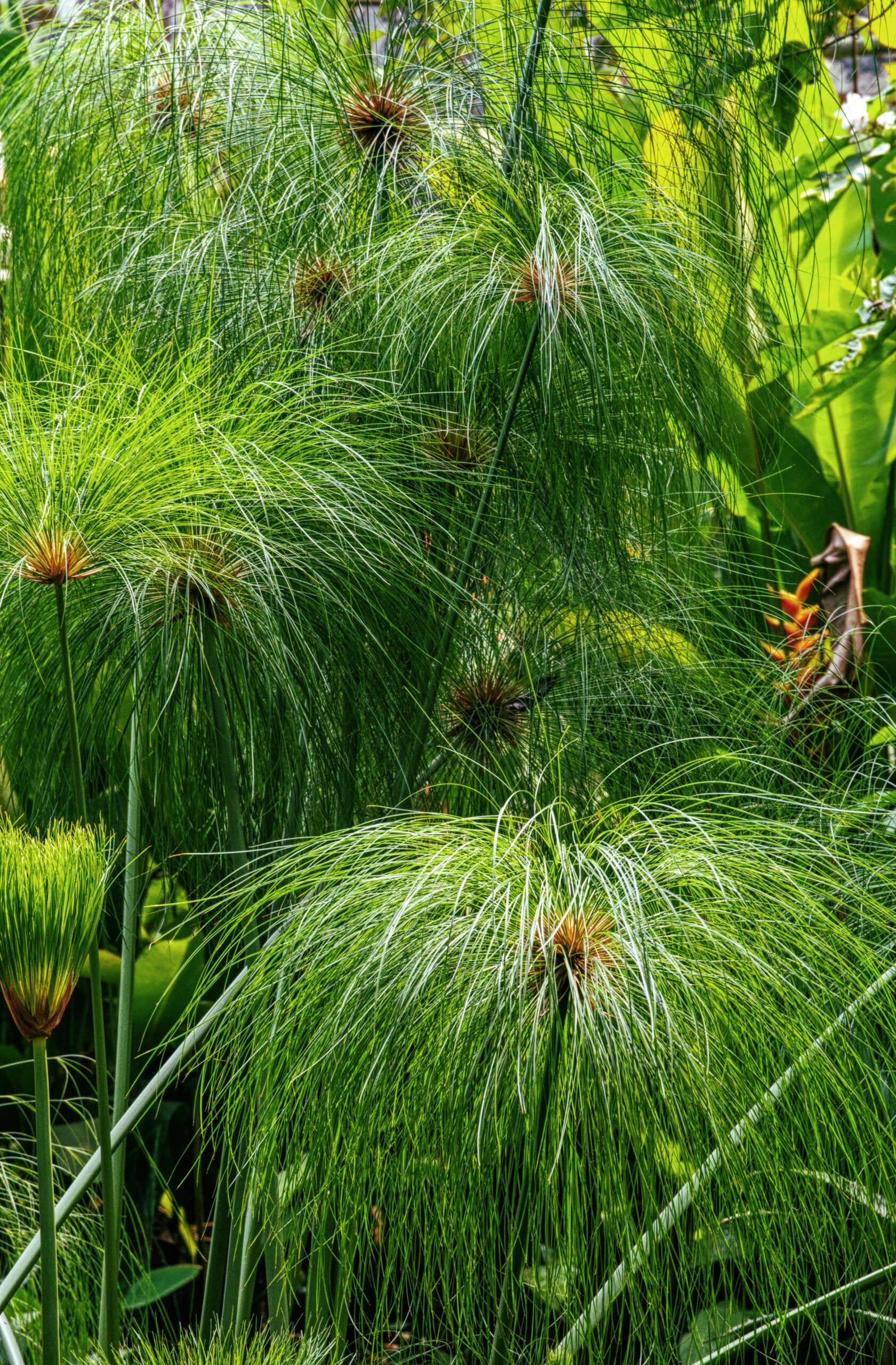 Mini Papirus (Cyperus papyrus ‘Nanus’)
