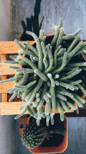 Echinopsis chamaecereus
