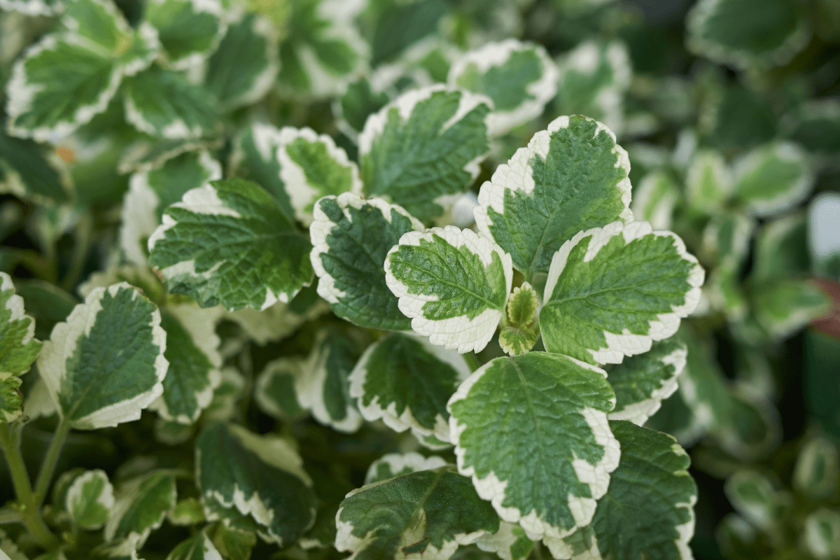 Dólar Variegato (Plectranthus nummularius)