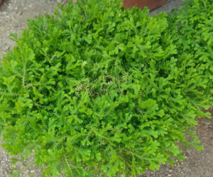 Musgo Cojín (Selaginella)