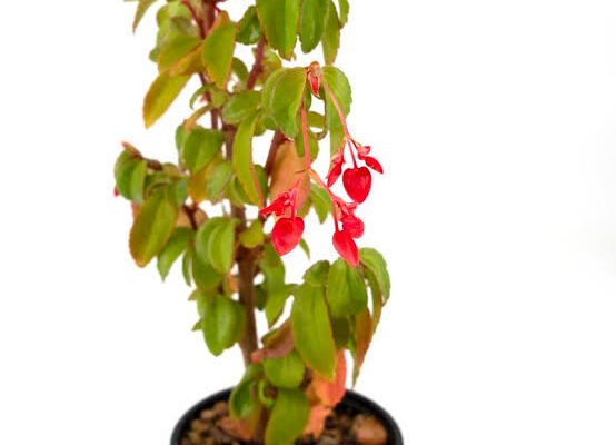 Begonia fuchsioides