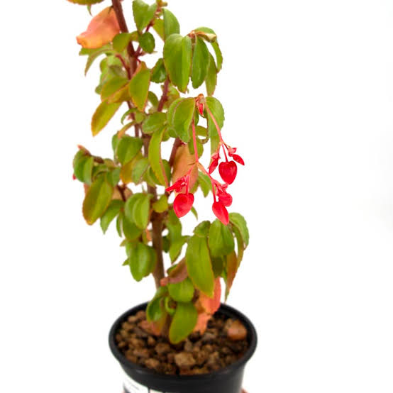 Begonia fuchsioides