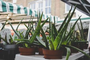 Aloe vera.