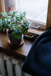 Jade (Crassula ovata).