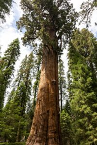 Sequoiadendron giganteum
