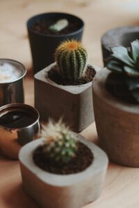 Cactus (variedades pequeñas).