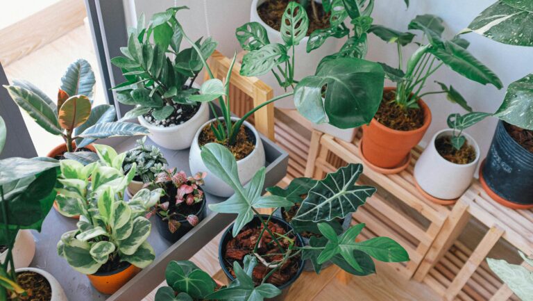 Cómo cuidar plantas de interior