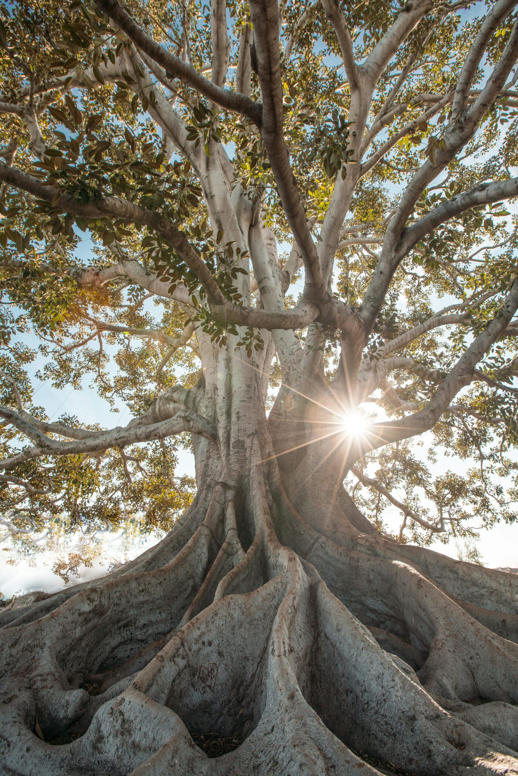 Ficus enorme