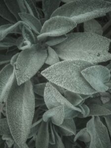 Stachys byzantina