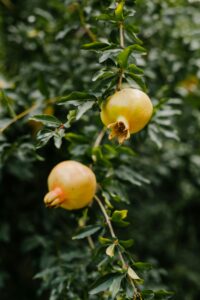Granada (Punica granatum)