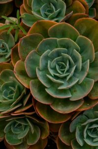 Echeverias.