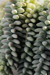 Sedums