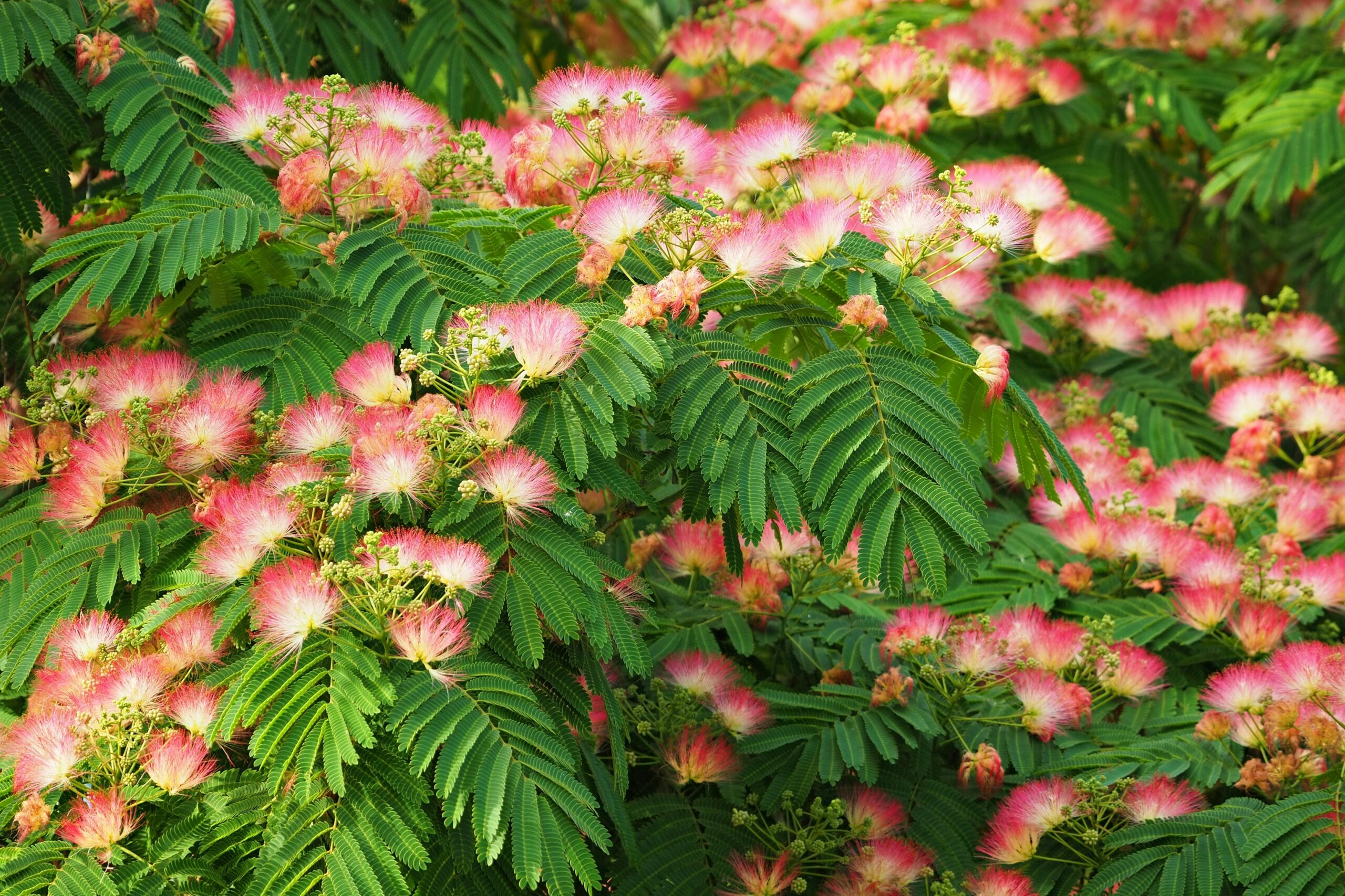 Albizia hesslerii