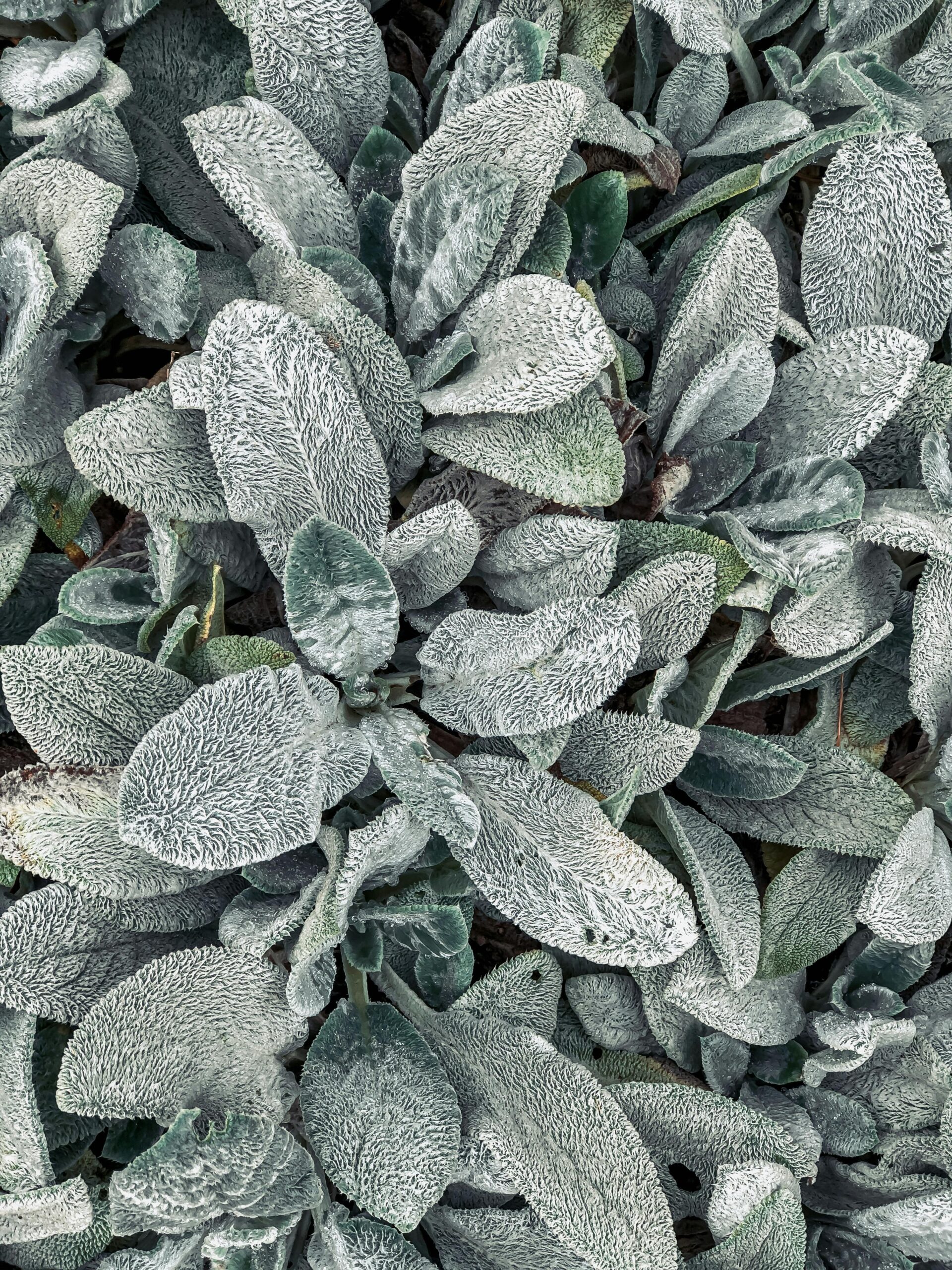 Stachys byzantina