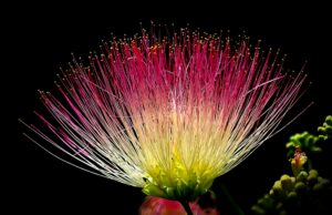 Albizia hesslerii