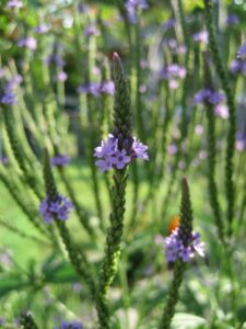 Verbena officinalis L