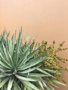 Agave