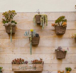 Jardines verticales con suculentas