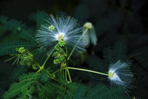 Albizia hesslerii