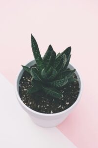 Haworthias