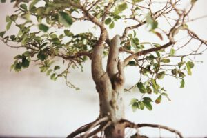 Ficus enorme