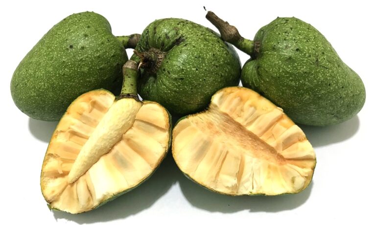 Araticum do Brejo (Annona glabra): Propiedades, Beneficios y Usos de esta Fruta Exótica