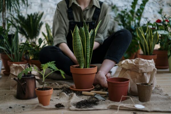 Plantas que crecen rápido en casa.