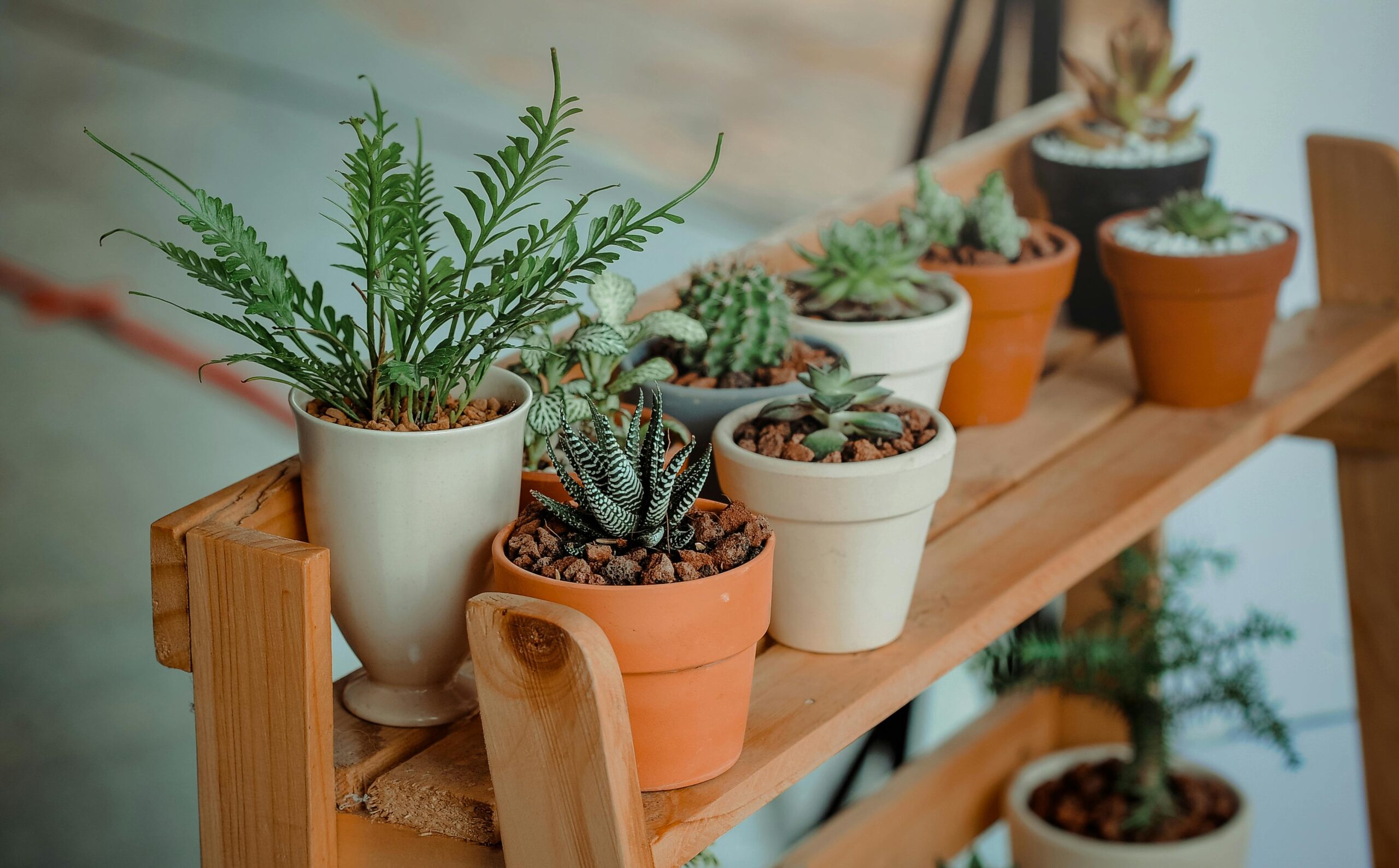 Plantas que atraen buena energía.