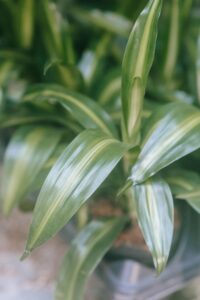 Dracaena sanderiana