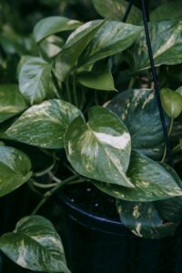 Epipremnum aureum